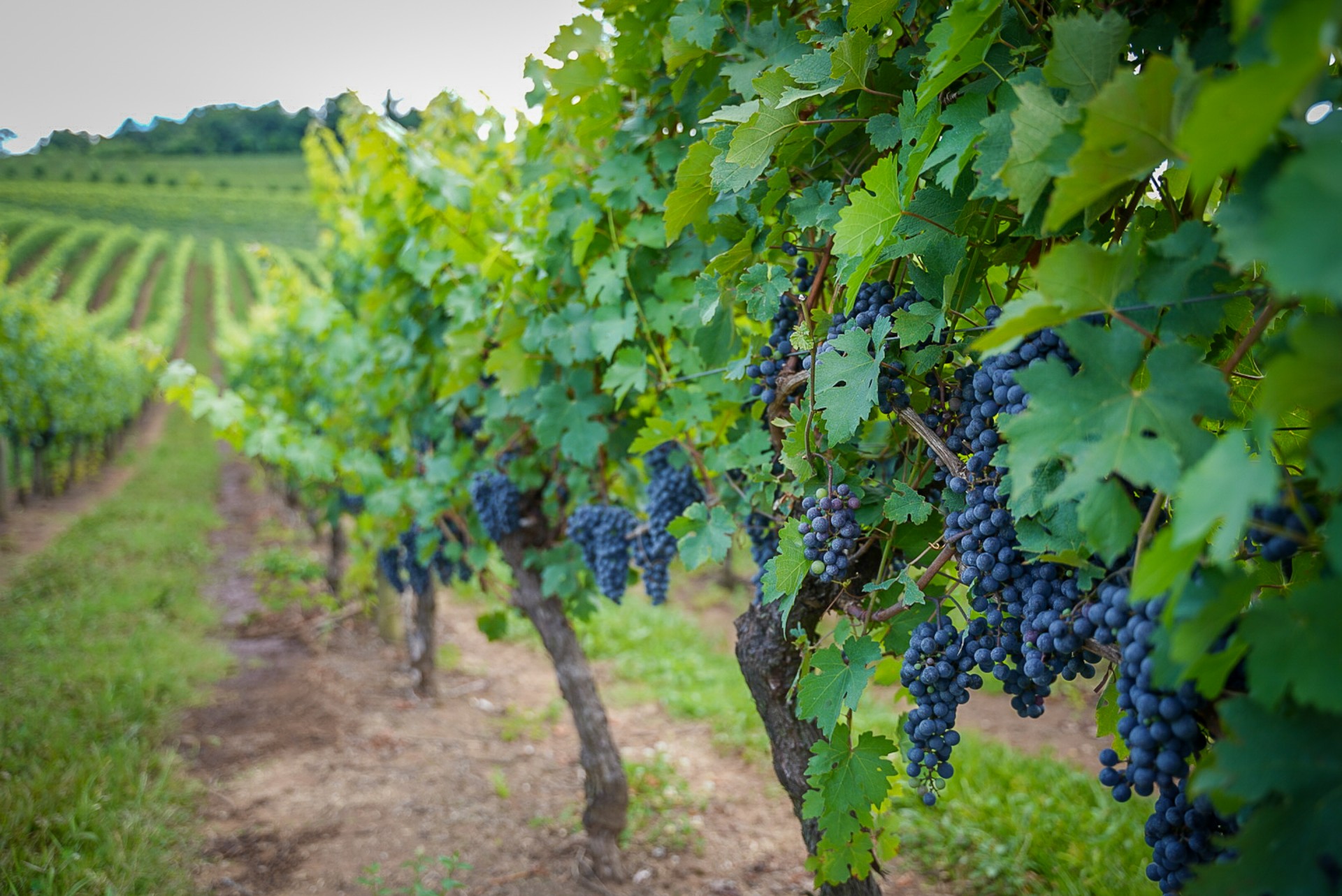 O Rio Grande do Sul é o maior produtor de uvas e vinhos do país